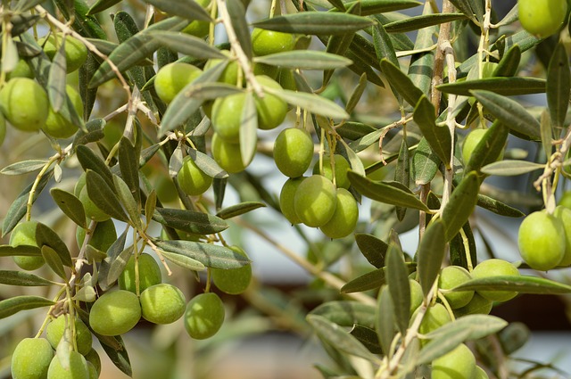 8 فوائد علاجية لأوراق شجرة الزيتون الوصفة العربية