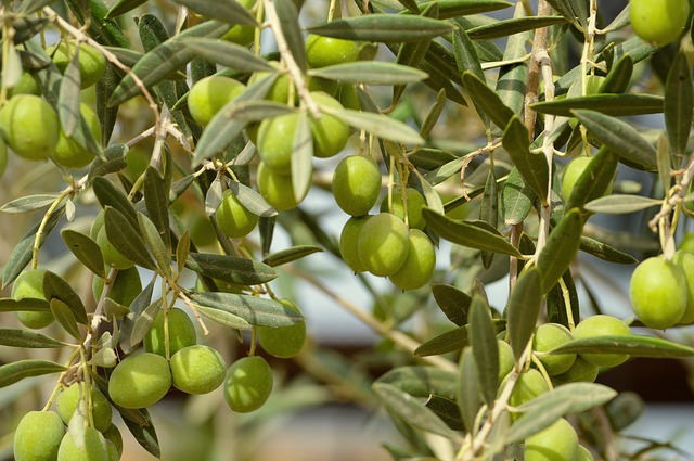 فوائد الزيتون الوصفة العربية