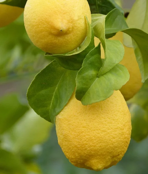 فوائد الليمون والقيمة الغذائية لليمون